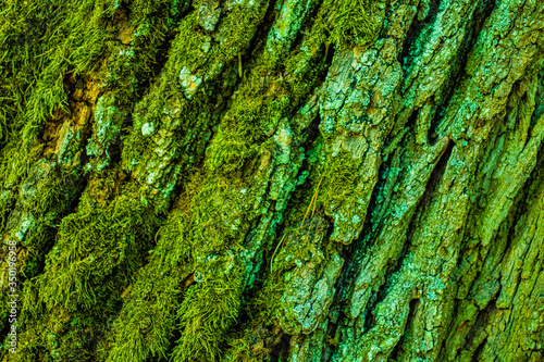Green moss on the tree bark