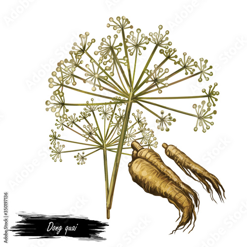 Dong quai female ginseng Angelica sinensis herb belonging to family Apiaceae, indigenous to China, digital art illustration. Yellowish brown root of plant harvested in asia, Chinese medicine plant.