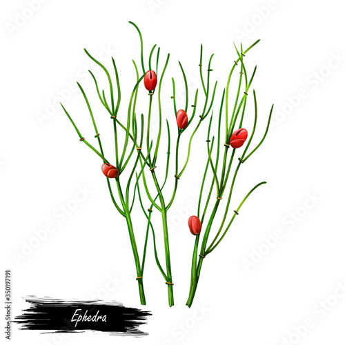 Ephedra ma huang sinica Chinese ephedra isolated digital art illustration. Ma Huang green plant used in herbal medicine and cosmetics, green herb spicie condiment, realistic grass. photo