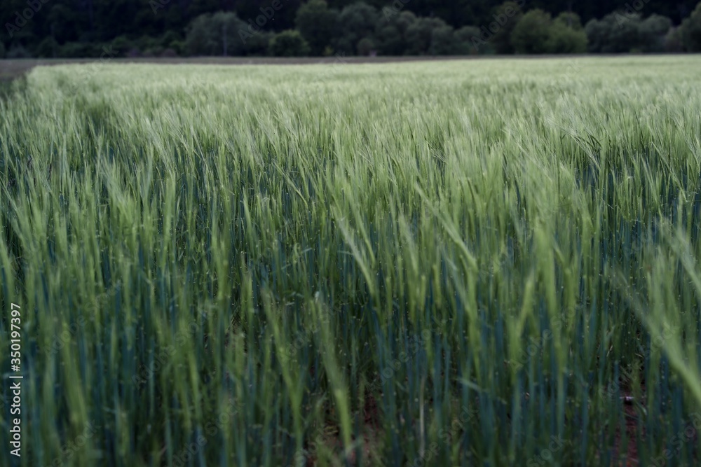 wheat field in the morning wheat field in the morning