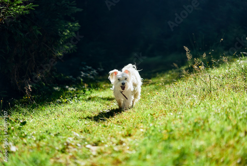 Funny cute dog playing and running outside in forest