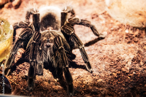 Black giant tarantula spider sits on the ground in the forest.