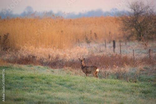 Roe deer buck on a meadow