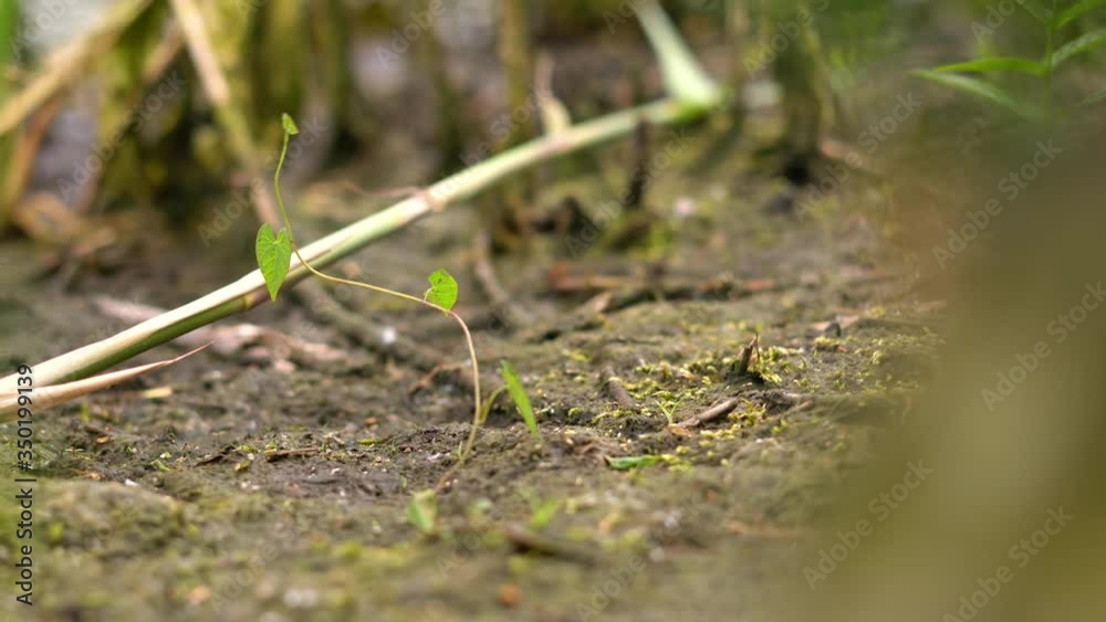 4k small green plant grew through the ground, hope faith sunny 4k small green plant grew through the ground, hope faith sunny