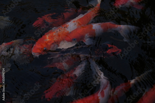 Japanese koi fish in the pond © ระพีพัฒน์ ศรีชัยวงศ์