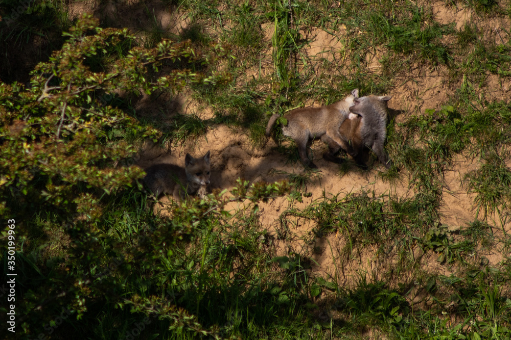 Red fox (Latin:) vulpes vulpes), small young cubs playing around. Cute little wild predators in natural environment. Brotherhood of animals in wilderness. Red fox (Latin:) vulpes vulpes), small young cubs playing around. Cute little wild predators in natural environment. Brotherhood of animals in wilderness.