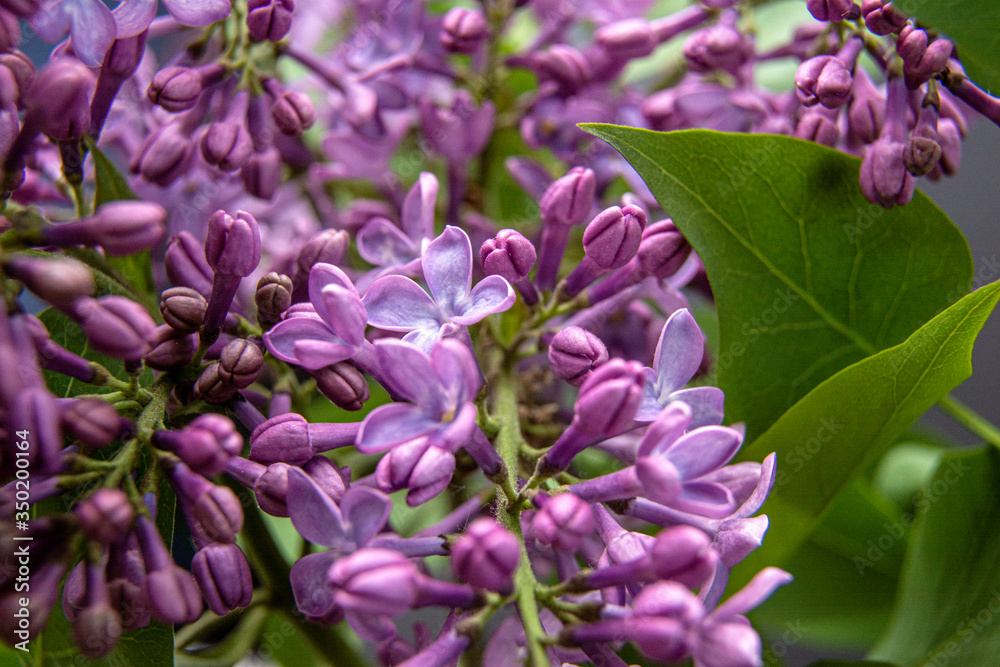 Branch with spring blossoms pink lilac flowers, bright blooming floral background. Close up