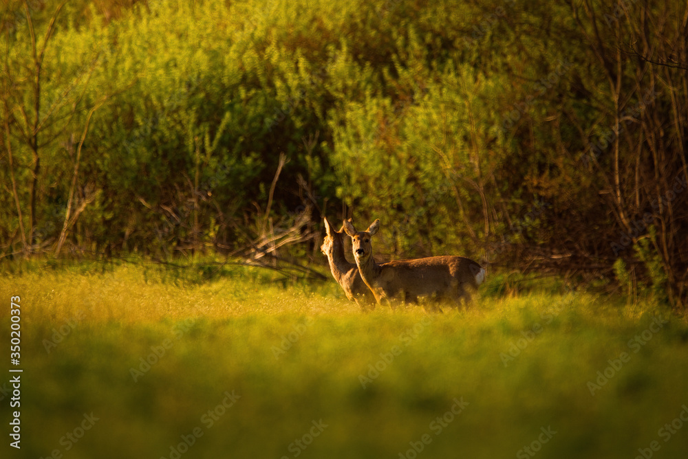 European roe deer - Capreolus capreolus near spring forest European roe deer - Capreolus capreolus near spring forest