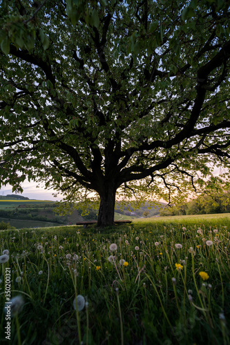 Fototapeta Naklejka Na Ścianę i Meble -  below a perfectly scaped spring tree in meadow