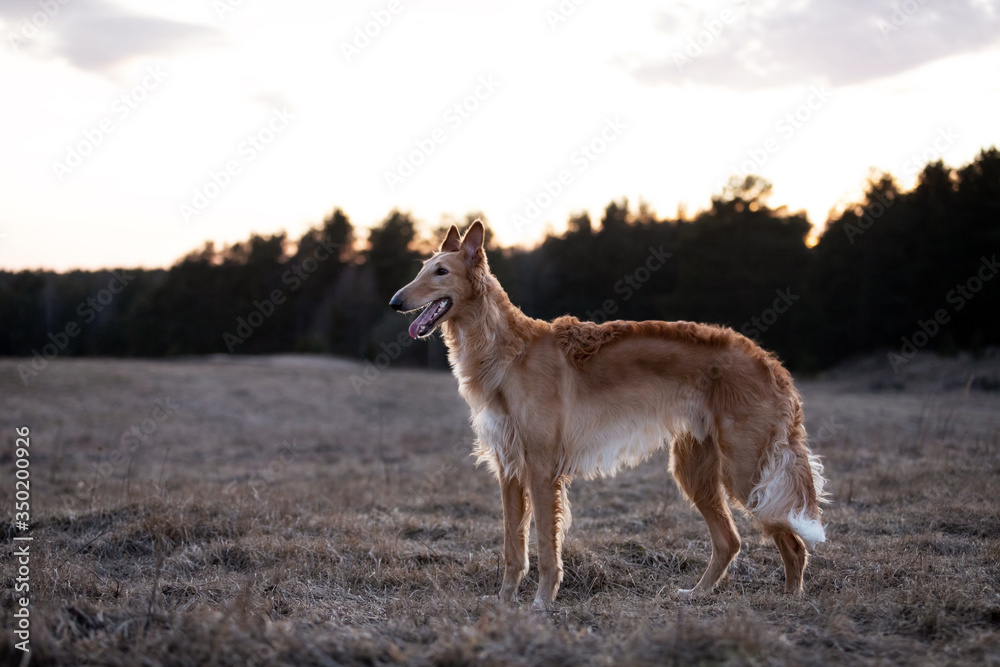 Puppy borzoi walks outdoor at summer day Puppy borzoi walks outdoor at summer day