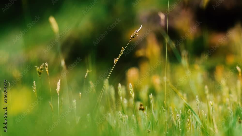 green grass field in the wind in the morning green grass field in the wind in the morning