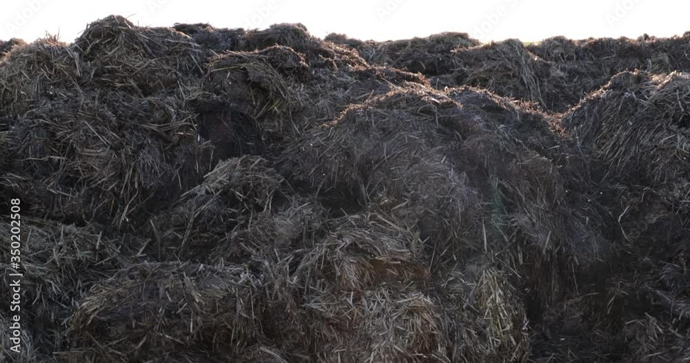 huge flock of small midges over a pile of manure on farm field. huge flock of small midges over a pile of manure on farm field.