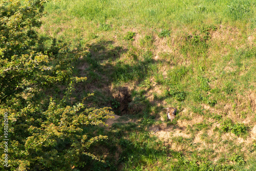 Red fox (Latin:) vulpes vulpes), small young cubs playing around. Cute little wild predators in natural environment. Brotherhood of animals in wilderness.