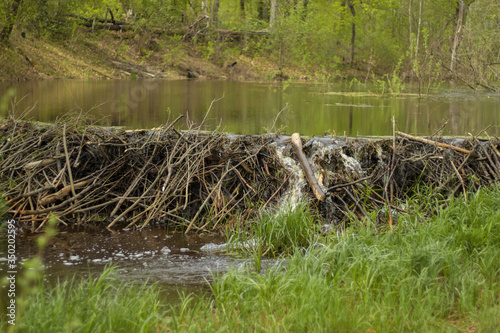beaver dam on a forest river