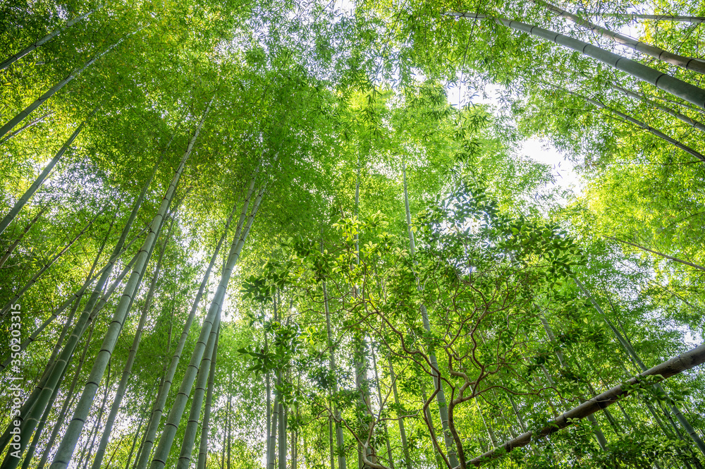 Naklejka premium 竹