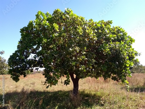 Cashewbaum in Mali bei Pitagalasso photo