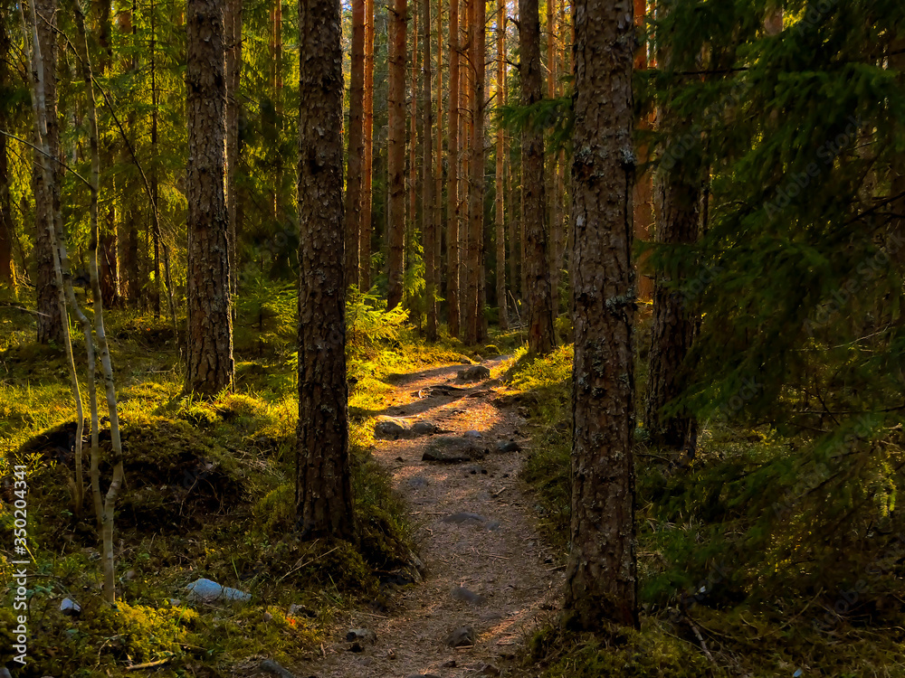 Obraz premium Nature path in the pine forest.