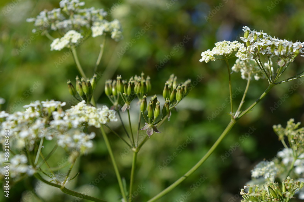 Selective focus on seeds forming in the white flower umbels of Cow Parsley, also known as Anthriscus sylvestris Selective focus on seeds forming in the white flower umbels of Cow Parsley, also known as Anthriscus sylvestris