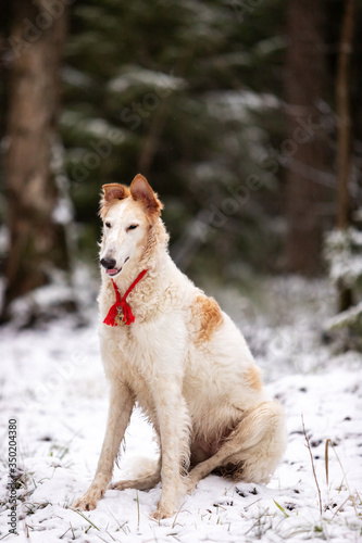 Puppy borzoi walks outdoor at winter day