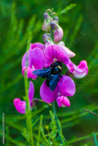 carpenter bumblebee collecting nectar and pollinating