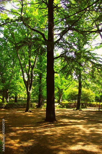 Fototapeta Naklejka Na Ścianę i Meble -  公園の広場と新緑の風景