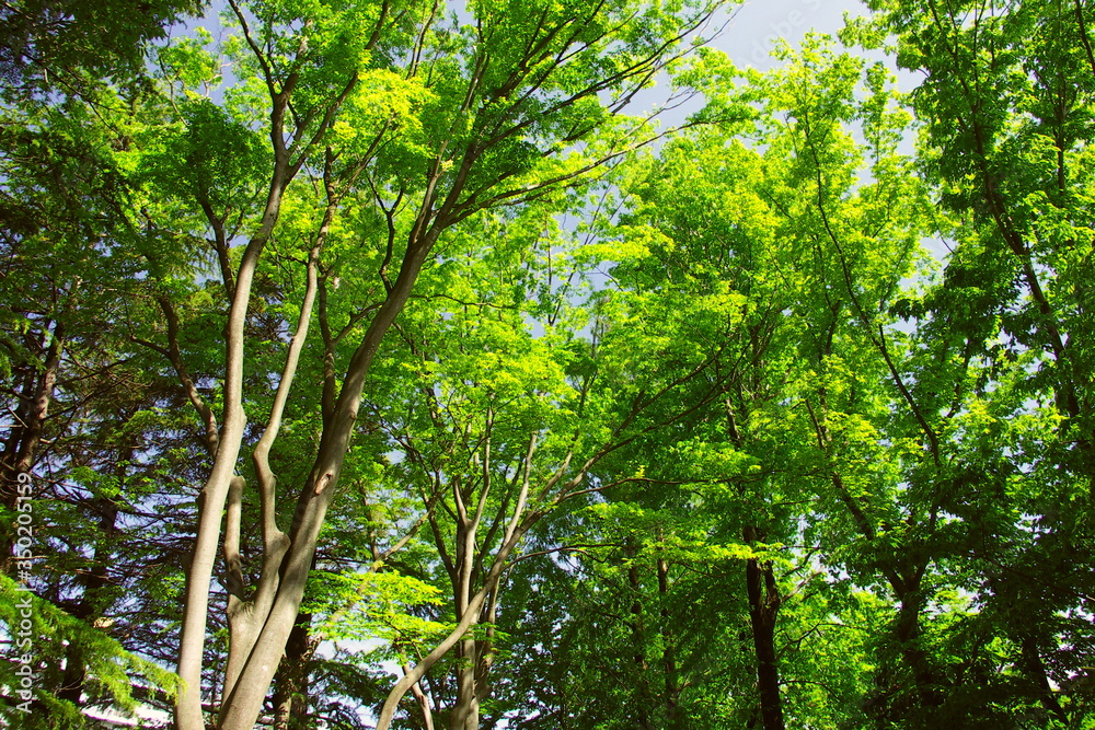 Naklejka premium 初夏の公園の新緑の木々