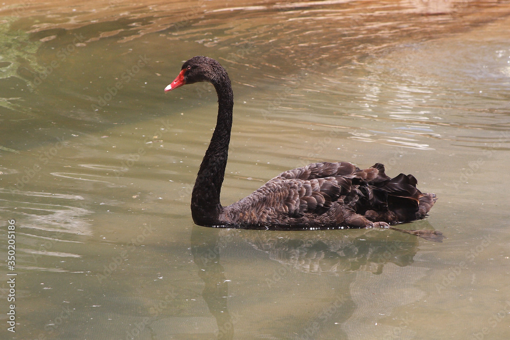 Black swan bird in autumn
