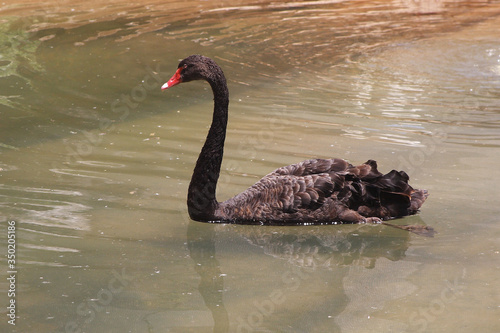 Obraz na płótnie
Black swan bird in autumn w salonie