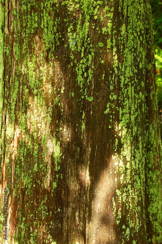Fototapeta Naklejka Na Ścianę i Meble -  朝の木漏れ日のあたる公園のメタセコイアの樹皮