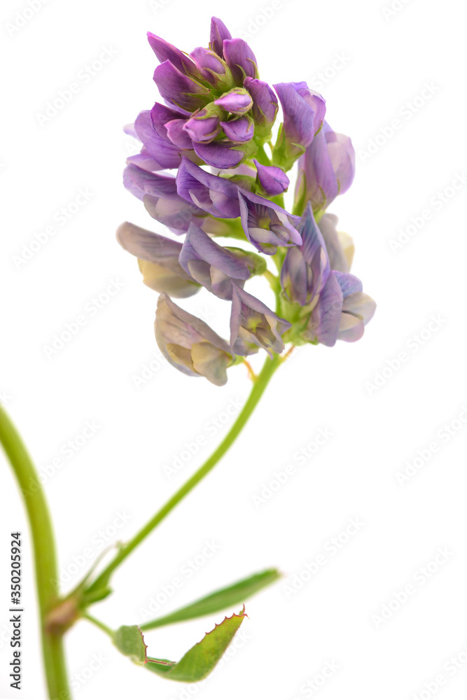 Medicago Sativa Medicago Sativa
