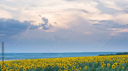 4k Timelapse of flowering sunflower field on sunset background photo