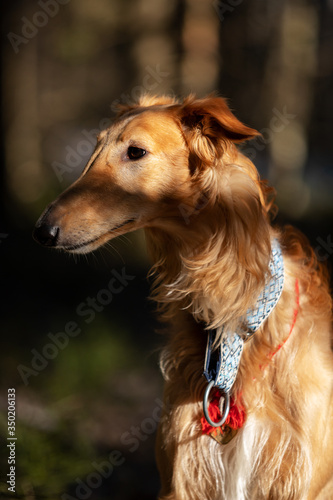 Puppy borzoi walks outdoor at spring day