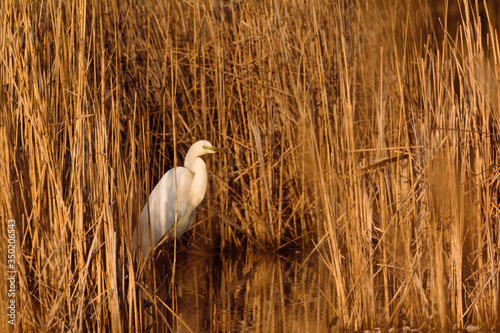 Great Egret wading in the lake and hunting