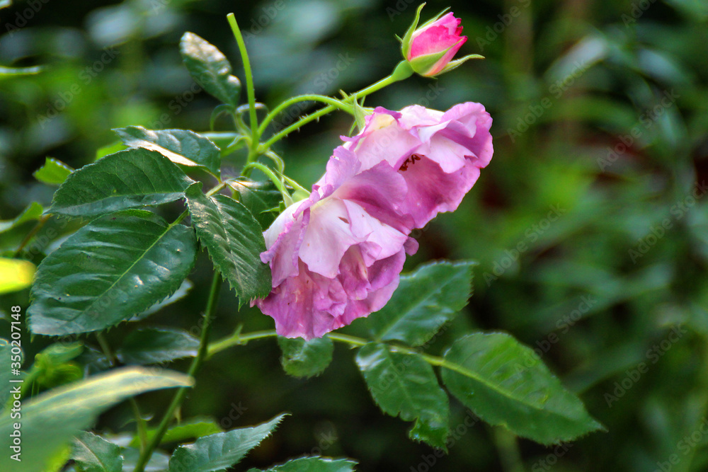 blooming rose flowers in a summer garden