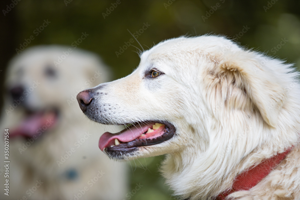 Maremma sheepdog free in nature, among plants, in the woods