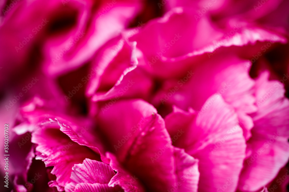 Pink petals of spring blooming peony close up macro