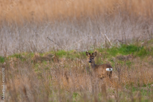 Fototapeta Naklejka Na Ścianę i Meble -  Roe deer buck on the meadow