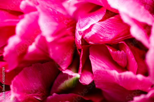 Close up to the pink peony bud. 