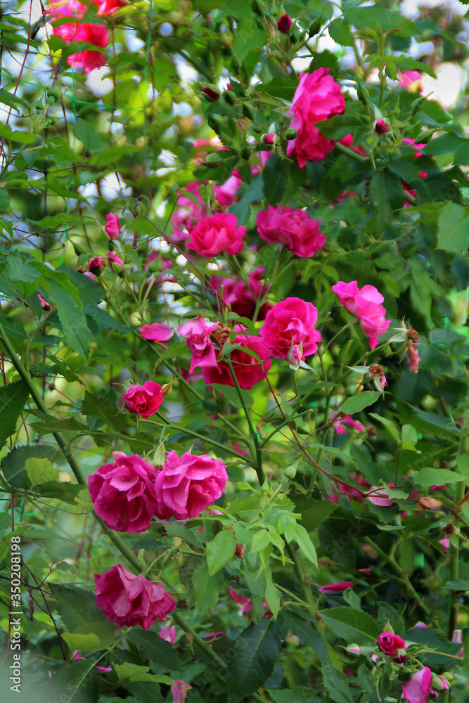 branches of decorative roses in the garden