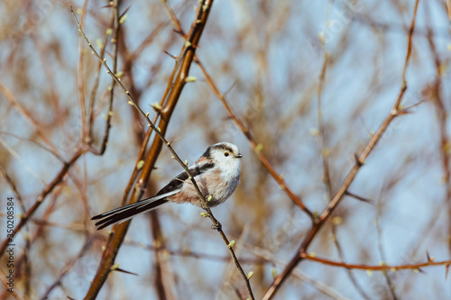 Long-tailed tit - Aegithalos on a branch