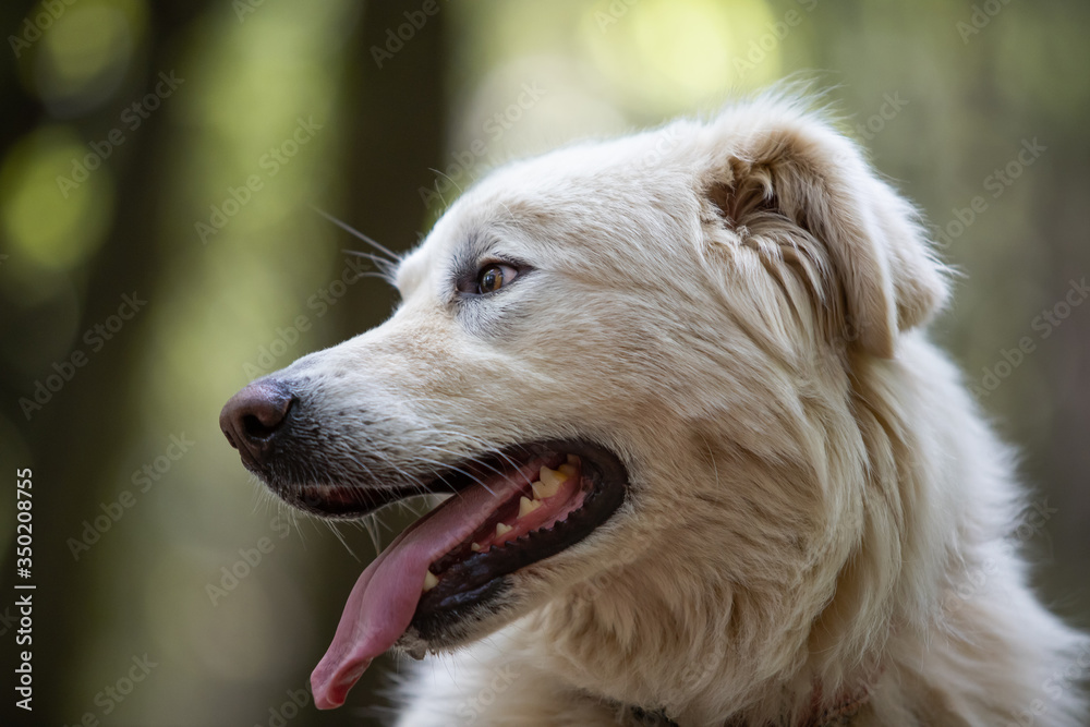 Maremma sheepdog free in nature, among plants, in the woods Maremma sheepdog free in nature, among plants, in the woods