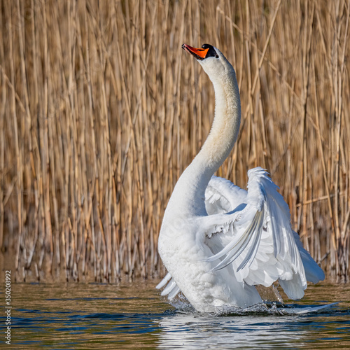 Swan rises from the water