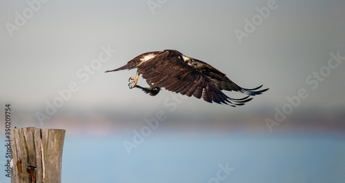 An Osprey in flight with prey.