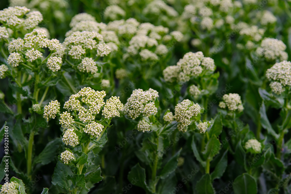 Whitetop - Lepidium draba , white color wildflower Whitetop - Lepidium draba , white color wildflower