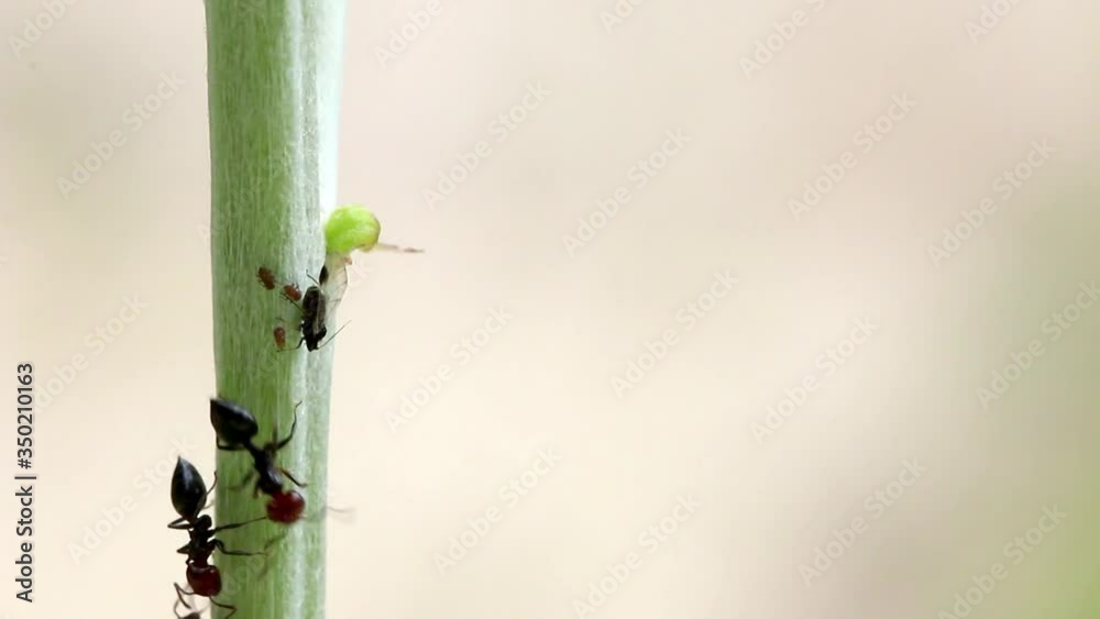 Elevage de pucerons par des fourmis, récolte du miellat nutritif produit par les pucerons. Elevage de pucerons par des fourmis, récolte du miellat nutritif produit par les pucerons.