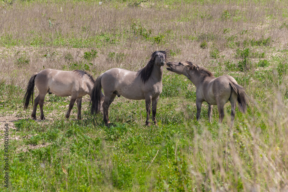 Konik breed horses grazing in the meadows of the natural park Itteren near Maastricht alongside the river Meuse as part of a natural ecology system in this area Konik breed horses grazing in the meadows of the natural park Itteren near Maastricht alongside the river Meuse as part of a natural ecology system in this area