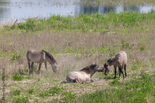 Konik breed horses roling in the sand of the meadows of the natural park Itteren near Maastricht alongside the river Meuse as part of a natural ecology system in this area