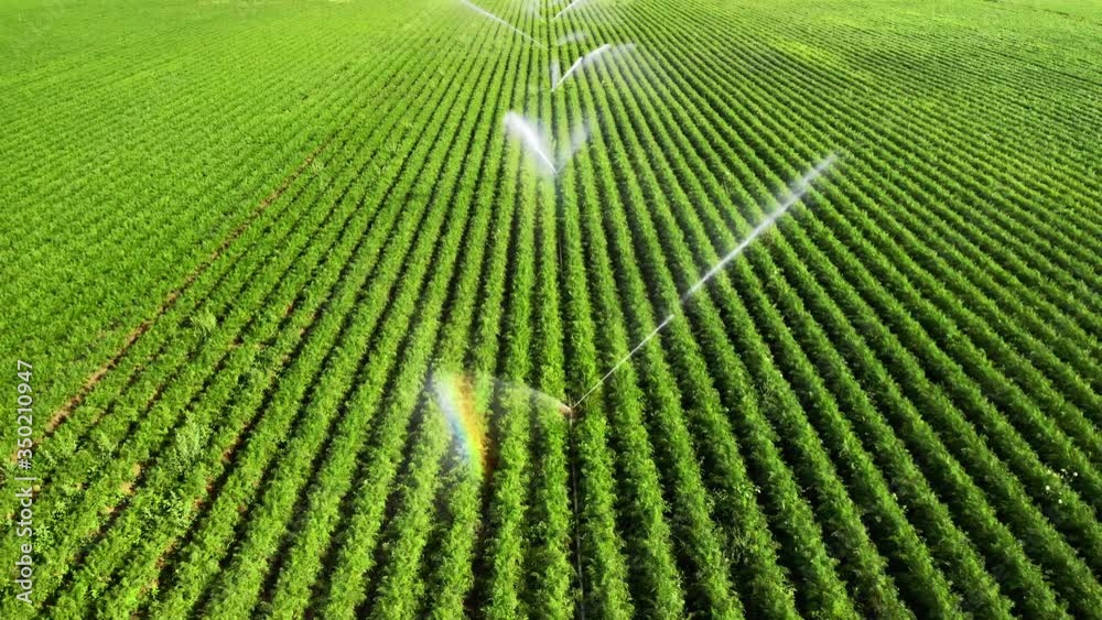 Irrigation: agriculture footage of vast green fields being artificially watered in bright sunshine, flying backwards over the sprinklers and capturing rainbow color effects in the water
