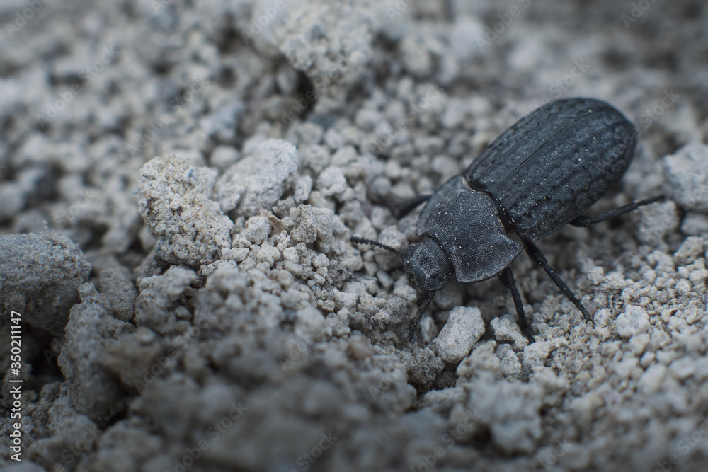 Galeruca tanaceti , black leaf beetle macro photo Galeruca tanaceti , black leaf beetle macro photo