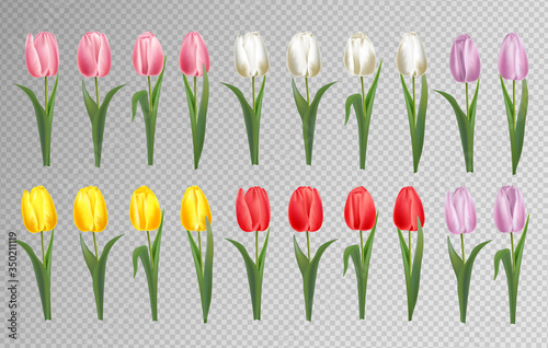 Realistic tulips, big set, pink, yellow, white, red and violet color, hello spring, womens day, beautiful flowers, spring card vector